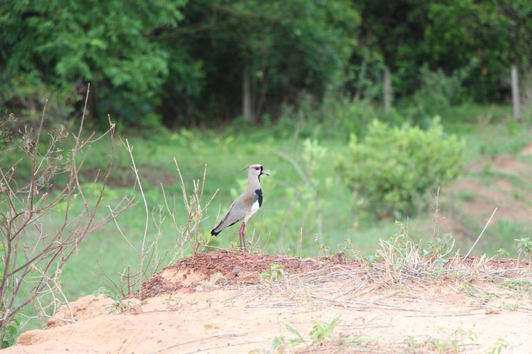 COXIM: Quero-quero ser feliz aqui - Soray Mesquita Rodovalho Gonçalves